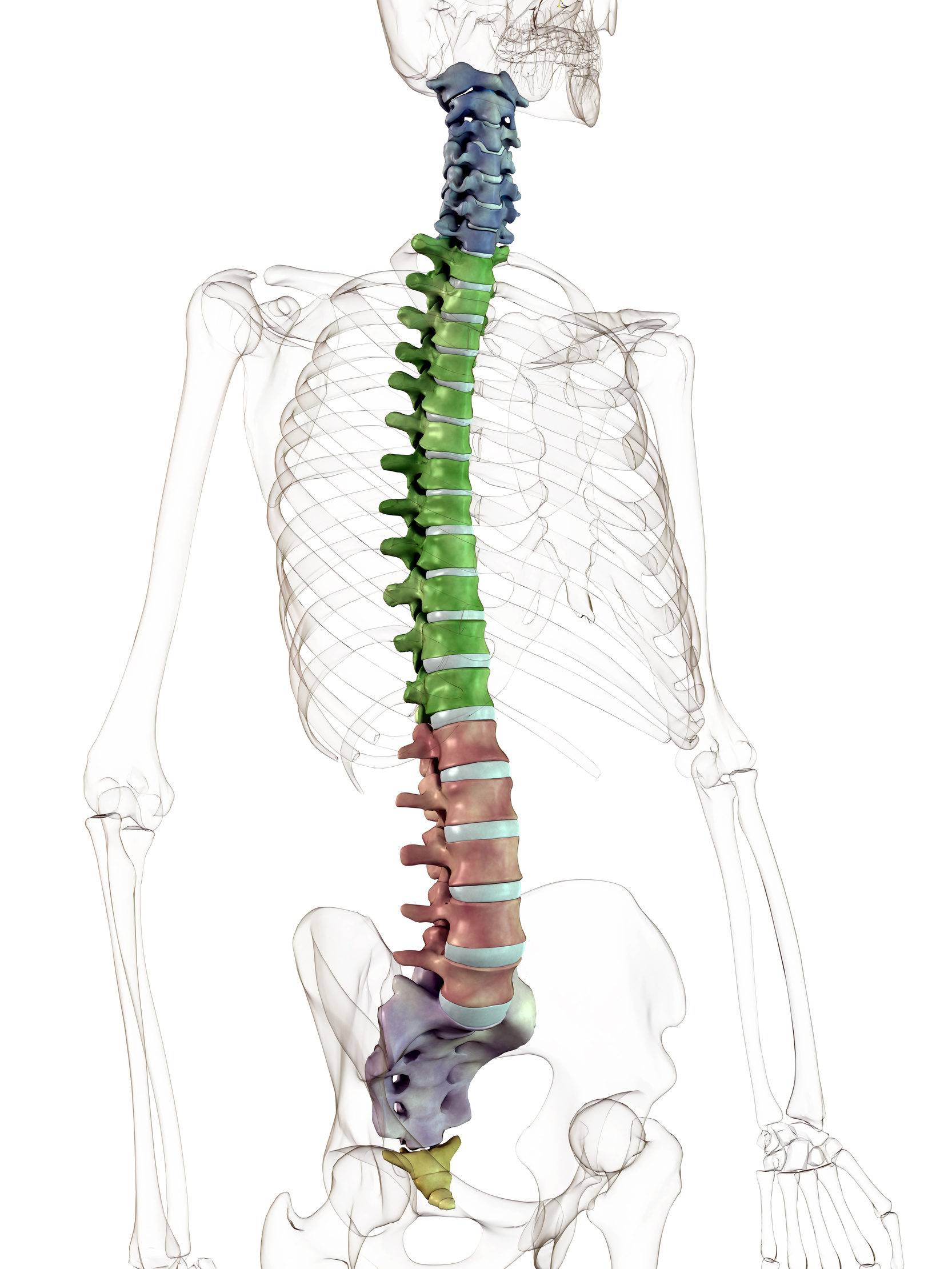 function of the spine